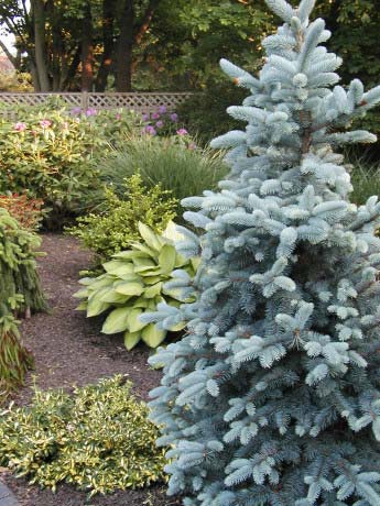 Evergreen Garden Design